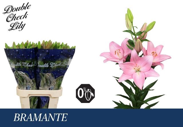 <h4>LI LA BRAMANTE</h4>