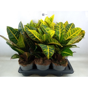 Codiaeum var. GR 'Petra'