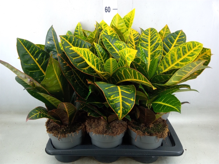 <h4>Codiaeum var. GR 'Petra'</h4>