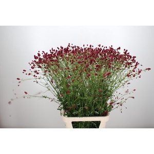 Sanguisorba O Arnhem
