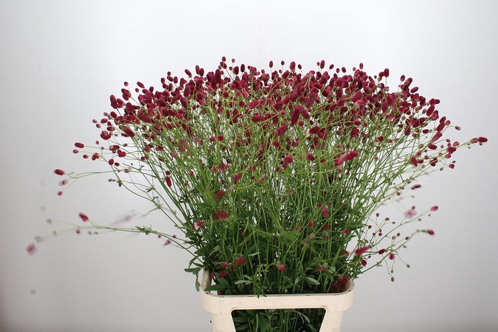 <h4>Sanguisorba O Arnhem</h4>