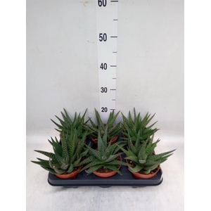 xGasterhaworthia  'Royal Highness'