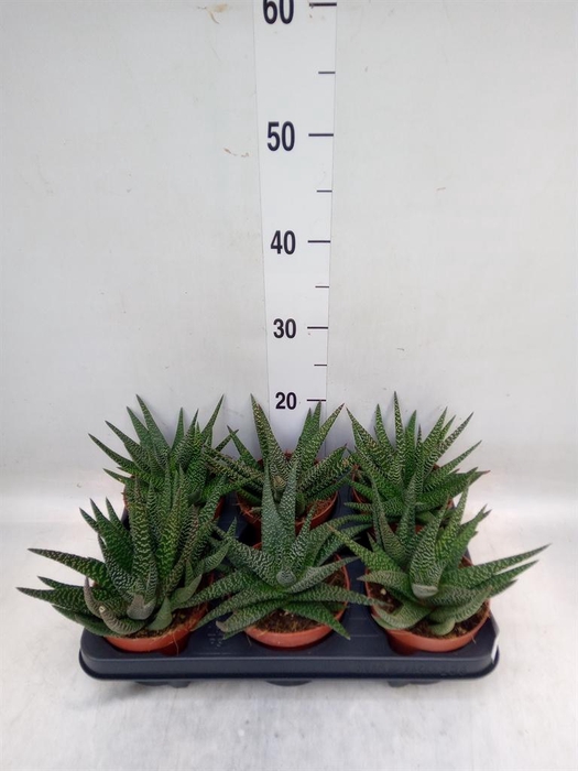<h4>xGasterhaworthia  'Royal Highness'</h4>