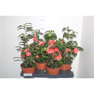 ** Came Japonica 15+ * Spring Deal*