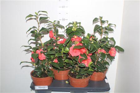 <h4>** Came Japonica 15+ * Spring Deal*</h4>