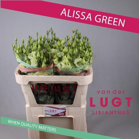 EUST G ROSITA GREEN
