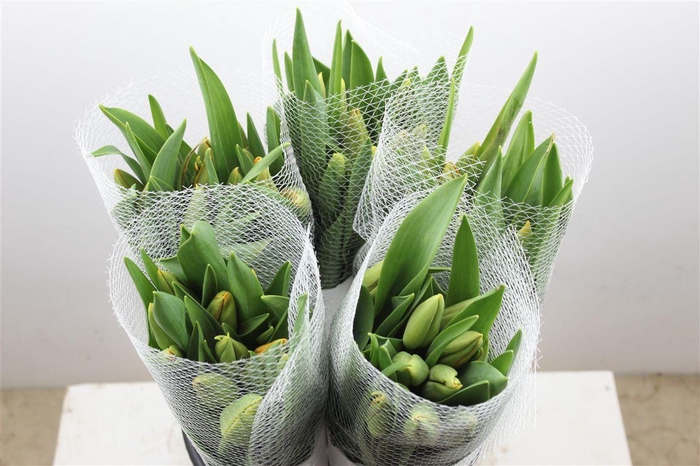 <h4>Tu Fr En Avignon</h4>