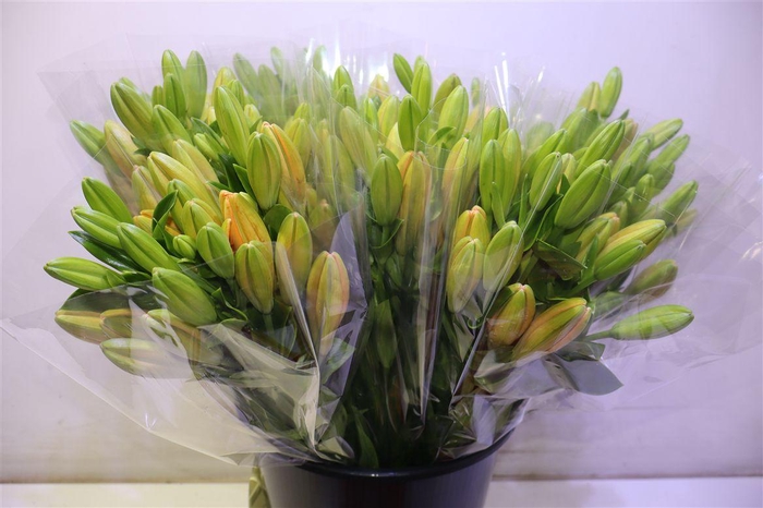 <h4>Li La Menorca</h4>