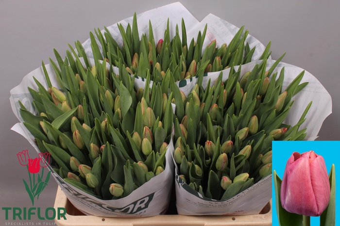 <h4>TU EN CAROLA</h4>