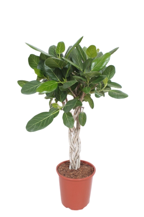 <h4>Ficus Benghalensis</h4>