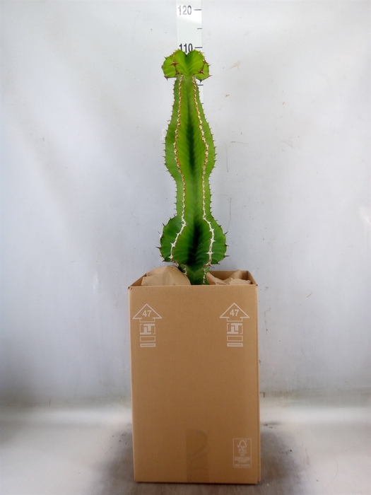 <h4>Euphorbia   ...</h4>
