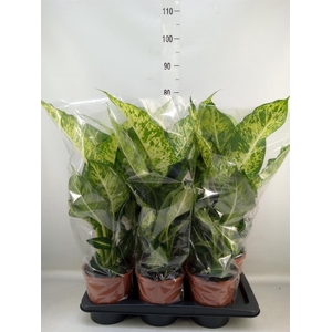 Dieffenbachia  'Mars'