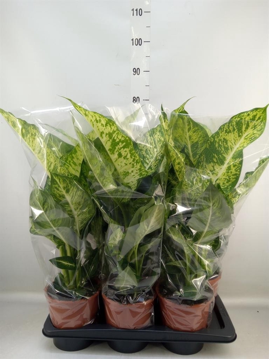 <h4>Dieffenbachia 'Mars'</h4>
