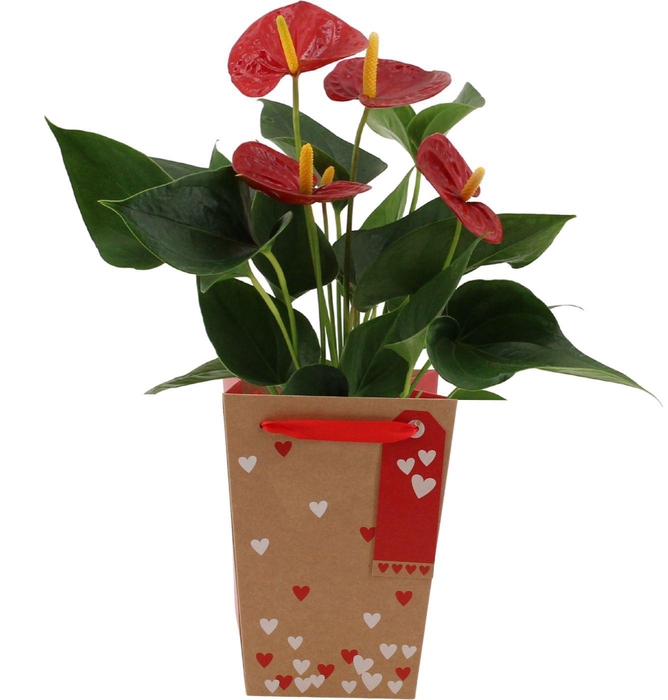 <h4>Anthurium Esudo in Lynn hearts bag</h4>