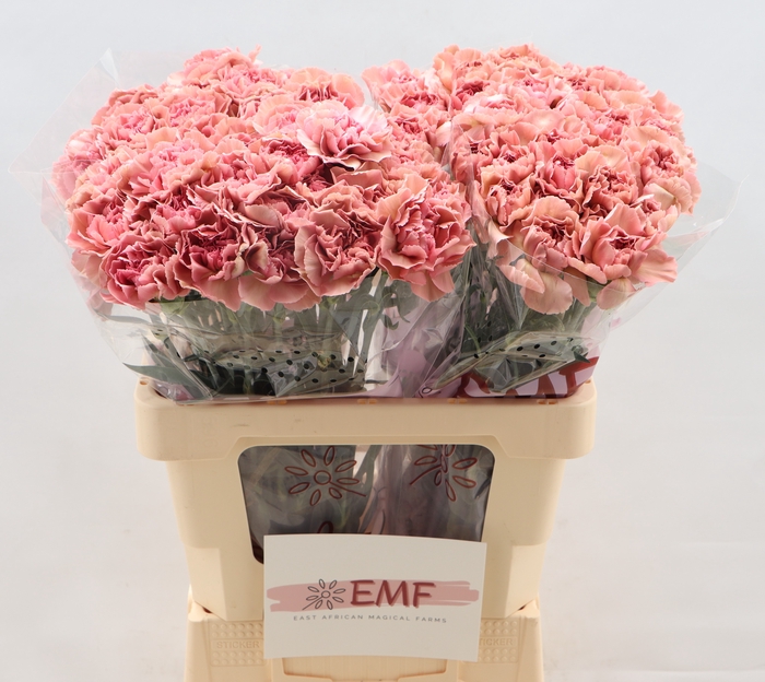 <h4>DI ST LADY DAYANA</h4>