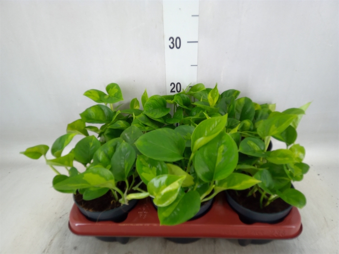 <h4>Epipremnum pinn. 'Global Green'</h4>