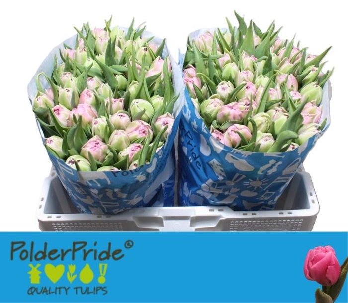 <h4>TU DU DRESSING</h4>