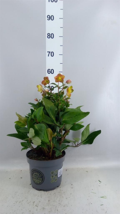 <h4>Helleborus  'Beauty Princess'</h4>