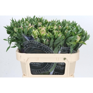 Alstroemeria Astronova Thabit