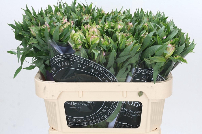 <h4>Alstroemeria Astronova Thabit</h4>