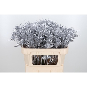 Eryn Orion Kl Bh Zilver