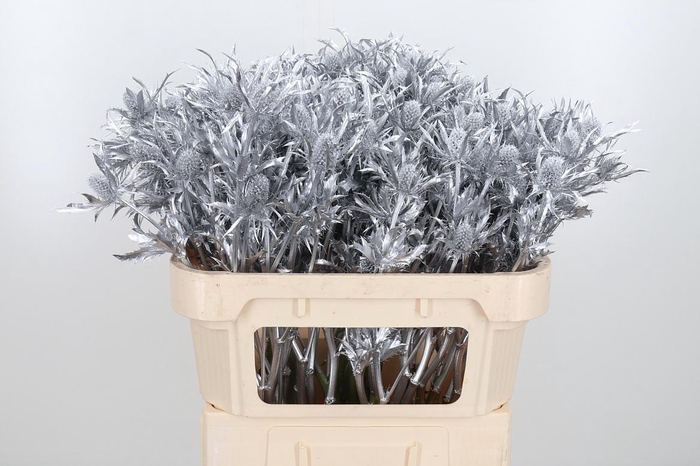 <h4>Eryn Orion Kl Bh Zilver</h4>