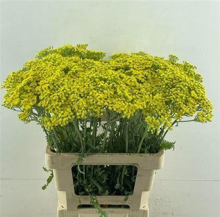 <h4>Achillea 'Moonshine'</h4>