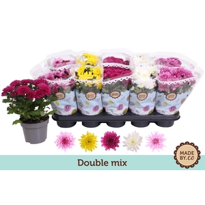 Chrys Gemengd Double