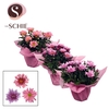Chrysanthemum Indicum Grp Chrystal Gemengd