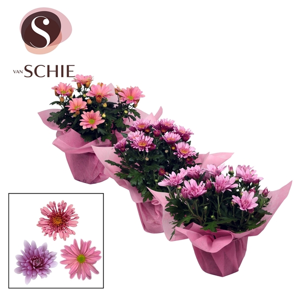 Chrysanne Pink Mix WRAP non woven
