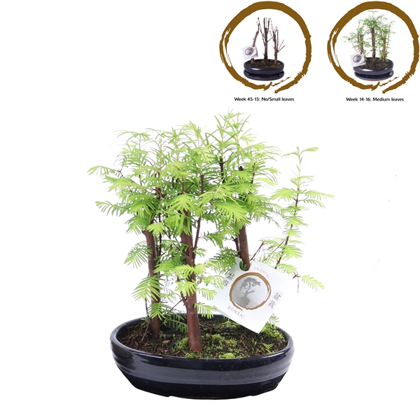 <h4>Outdoor Bonsai Metasequoia Forest in ø18cm oval pot</h4>