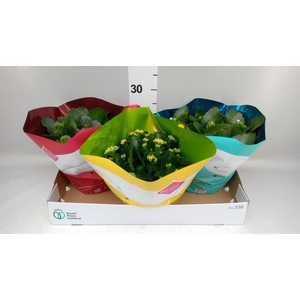 Kalanchoe blos.   ..mix 4
