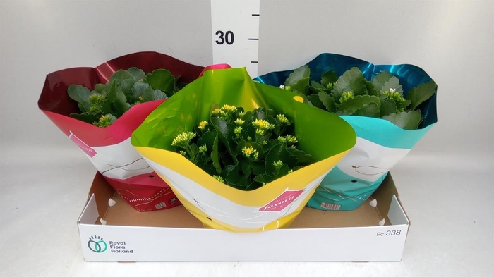 <h4>Kalanchoe blos. ..mix 4</h4>
