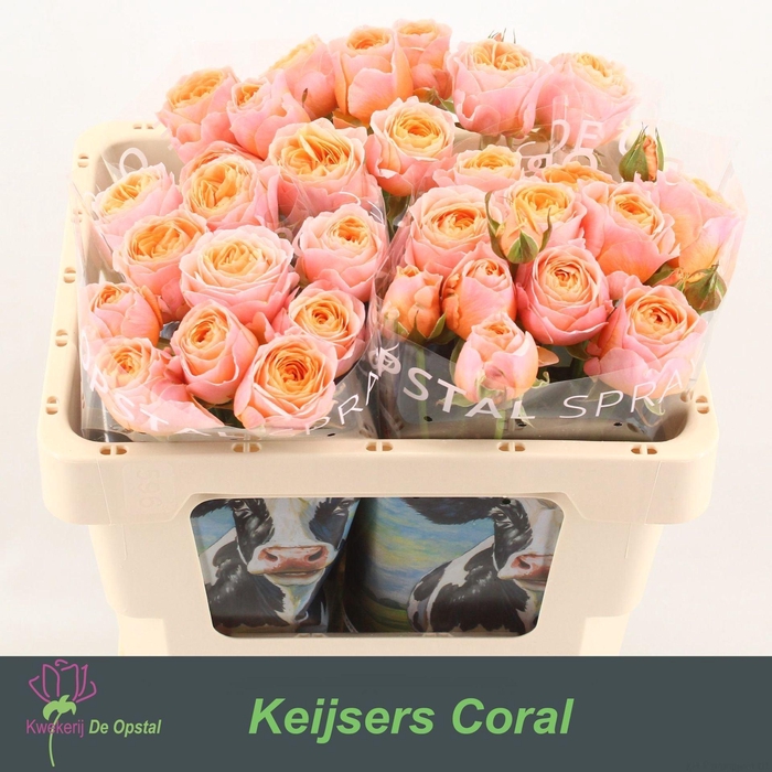 <h4>ROSA TR 'KEIJSERS CORAL'</h4>