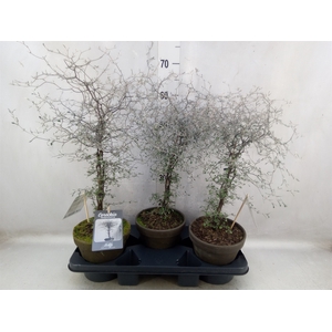 Corokia cotoneaster