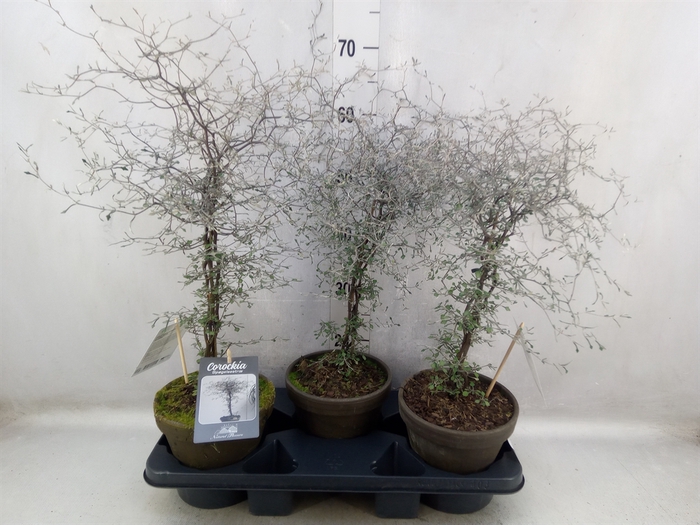 <h4>Corokia cotoneaster</h4>