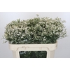 Limonium China White