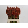 Kniphofia Eycone Red