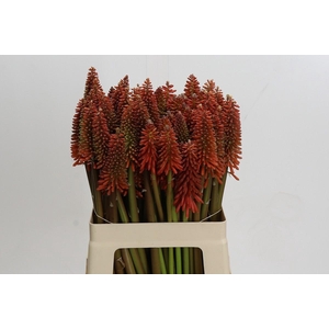 Kniphofia Eycone Red