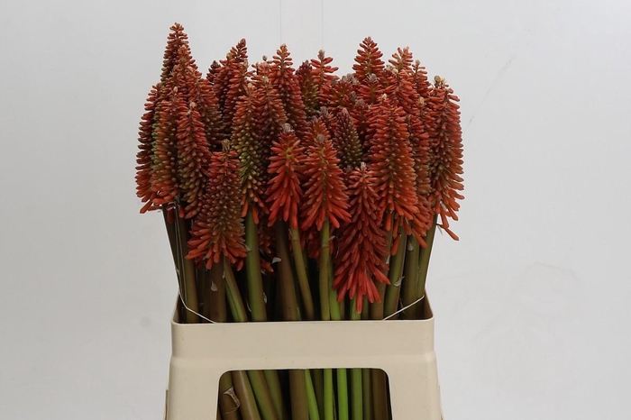 <h4>Kniphofia Eycone Orange</h4>