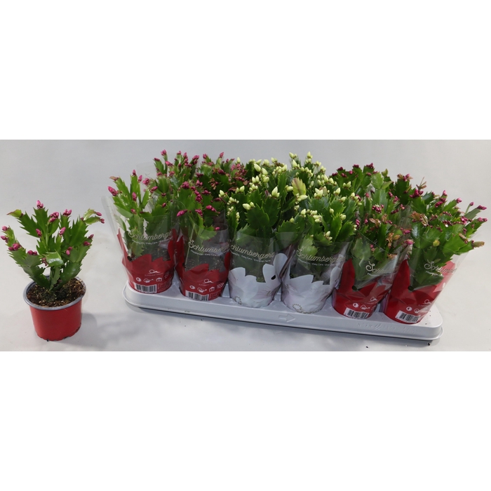 <h4>SCHLUMB GEM 2 KL</h4>