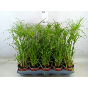 Cyperus papyrus