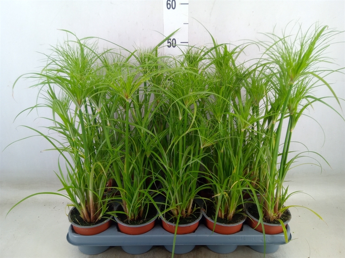 <h4>Cyperus papyrus</h4>