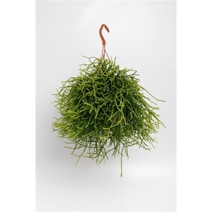 Rhipsalis Heteroclada