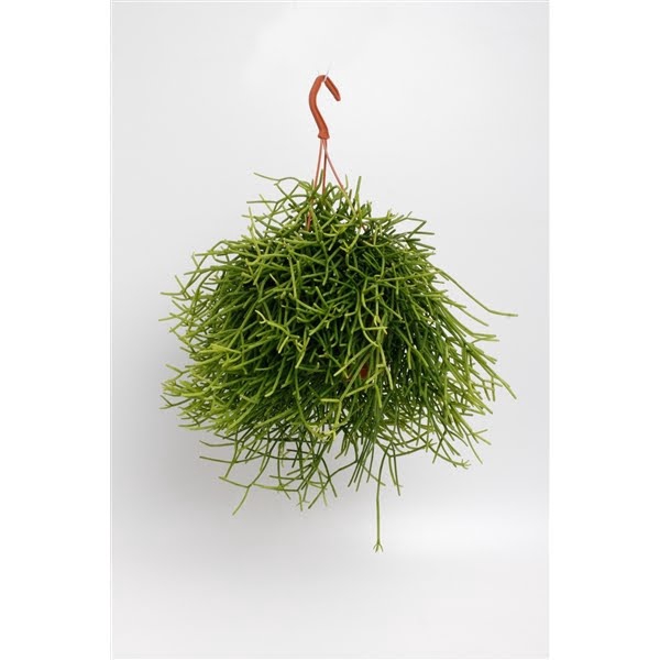 <h4>Rhipsalis Heteroclada</h4>