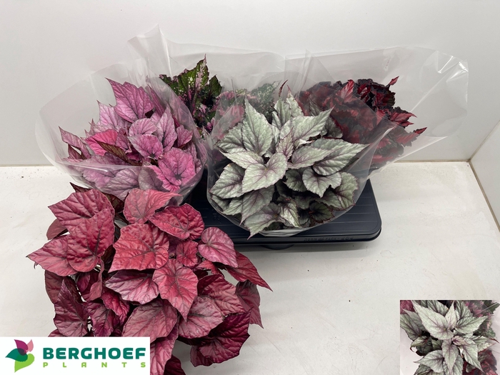 <h4>BEG BEL GEM</h4>