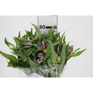 ALSTROEMERIA FLORENTINA 080 CM