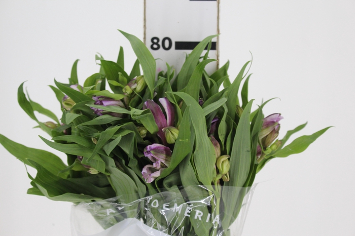<h4>ALSTROEMERIA FLORENTINA 080 CM</h4>