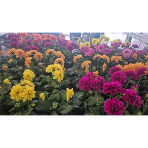 DAHLIA MIXK 5 KL