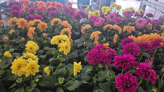 <h4>DAHLIA MIXK 5 KL</h4>